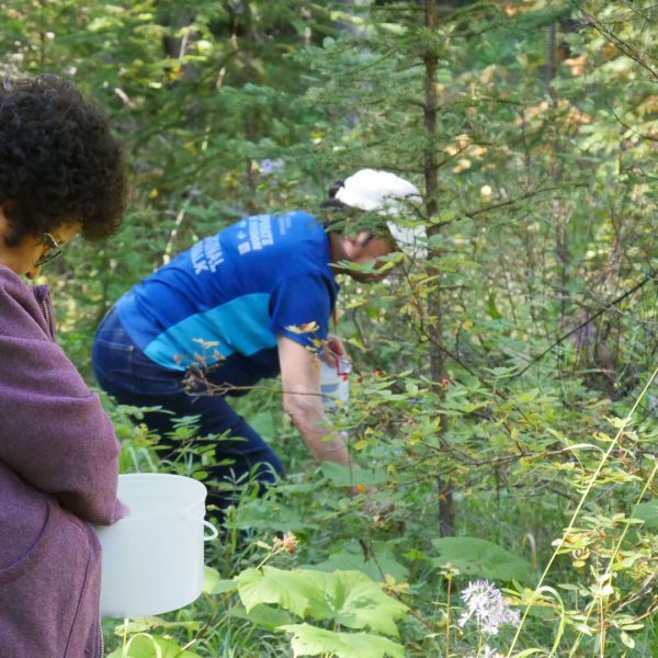 Xatśūll Elders go berry picking