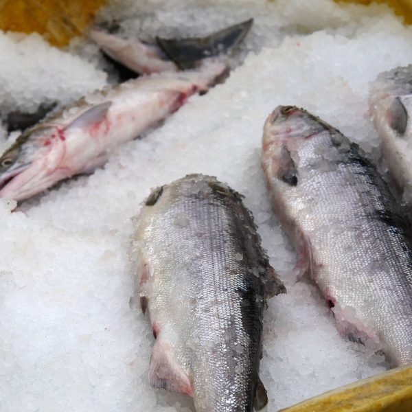 Salmon pickup September 17