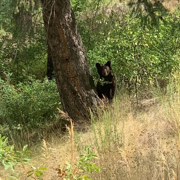 Bears spotted in Soda Creek