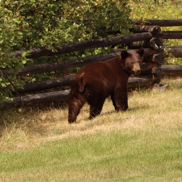 Bears still present in Soda Creek