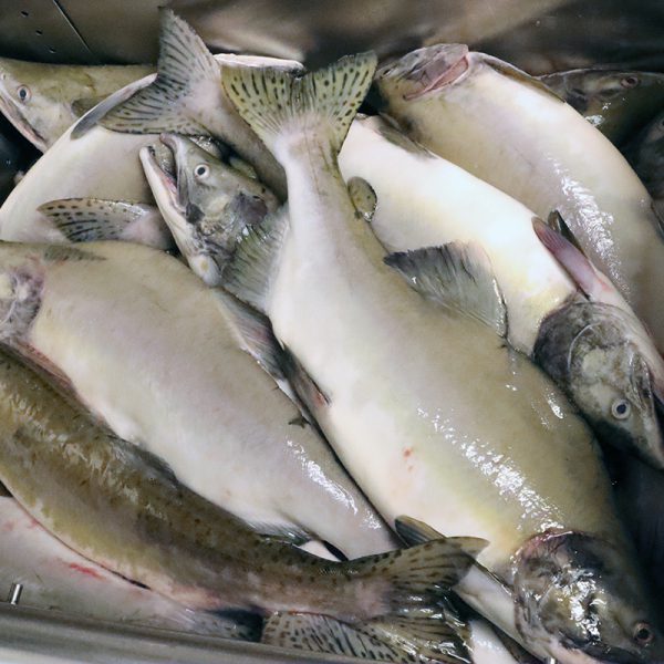 Pink Salmon available