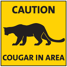 Beware – Cougar in the Area