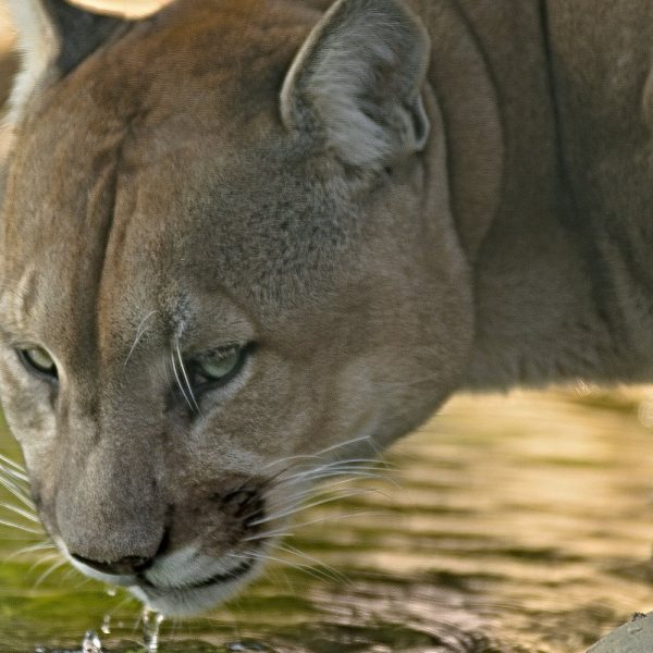 AUG. 1: Cougar Sighting Near 3607 Mountain House Road!