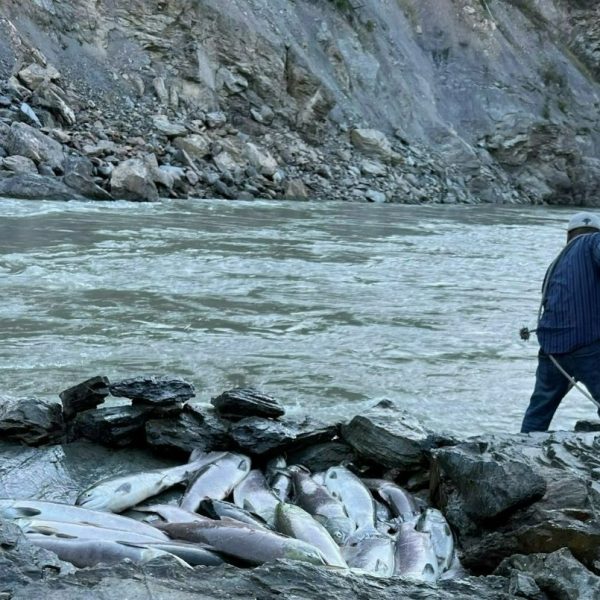 Salmon Sampling